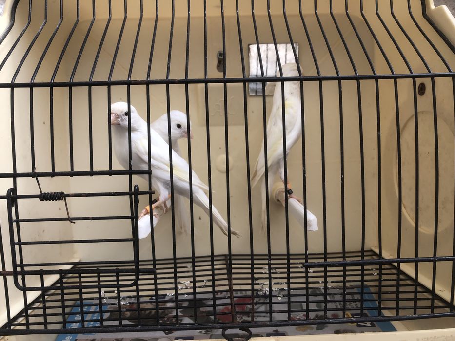 Canarios larguet Espanhol