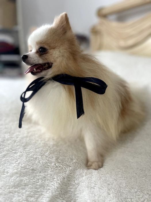 Померанські шпіци — Гарантовано закохаєтесь з першого погляду