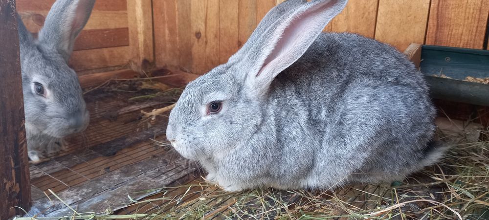 Продам кролики. Порода Шиншила Радянська+Євро.