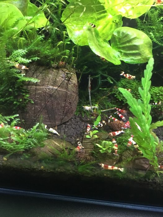 Krewetki caridina crystal red