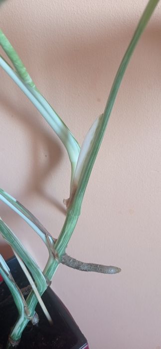 Монстера варієгантна, альба