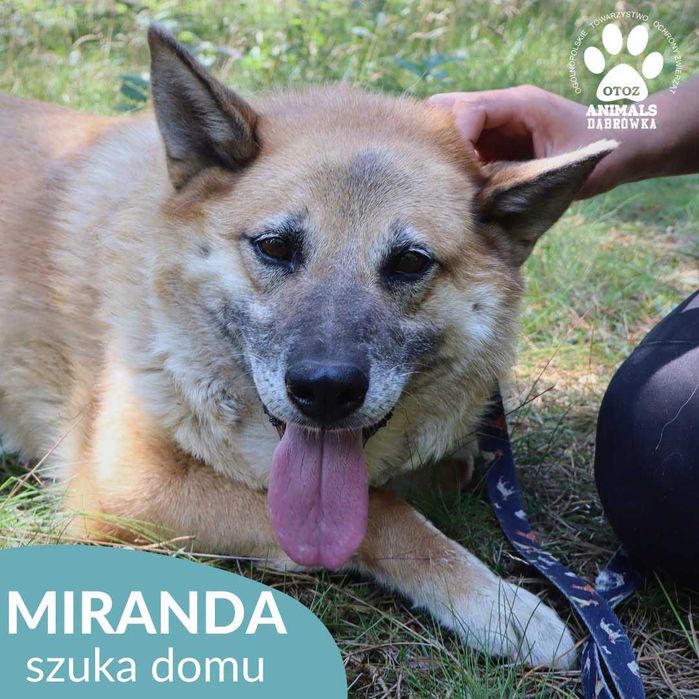 Miranda szuka domu !