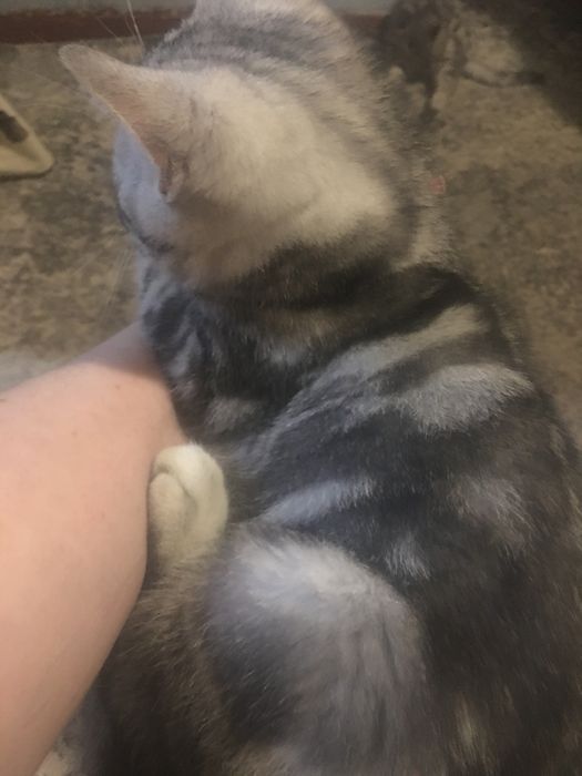 Кошеня шотландець хлопчик скоттіш страйт (прямовушка)