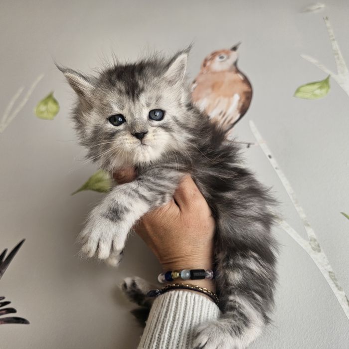Kocurek  Maine coon rodowód fpl FIFe