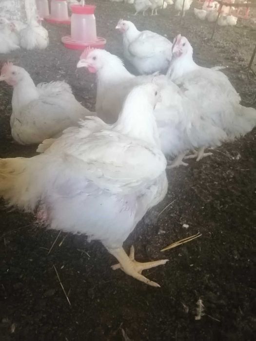 Бройлер живым весом 2 - 4 кг