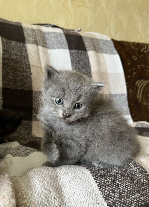 Кошенята шукають дім