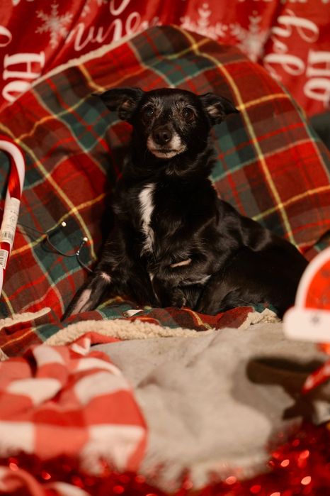 5kg 8lat sunia do adopcji