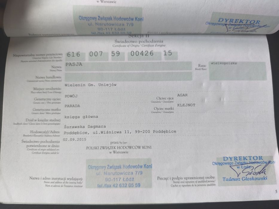 Klacz Wielkopolska z licencją