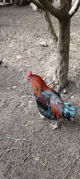 Galo Maran para troca de galinheiro aceito trocas