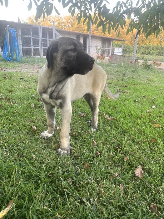 Cão KANGAL (Protetor de Gado)
