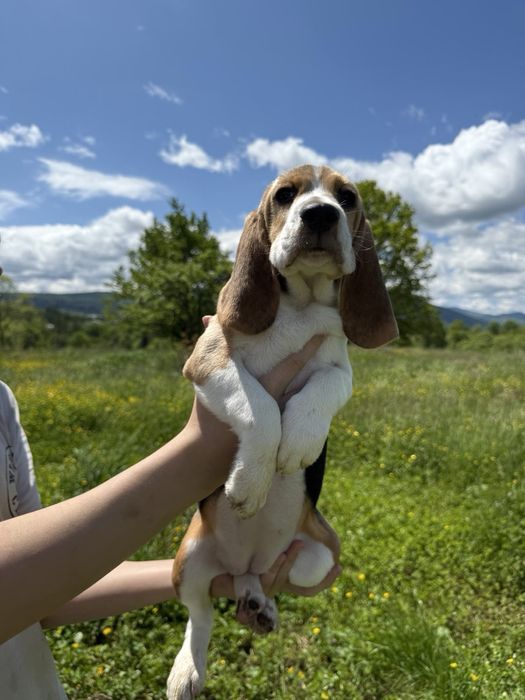 Цуценята бігля в найкращі родини, хлопчики та дівчатка