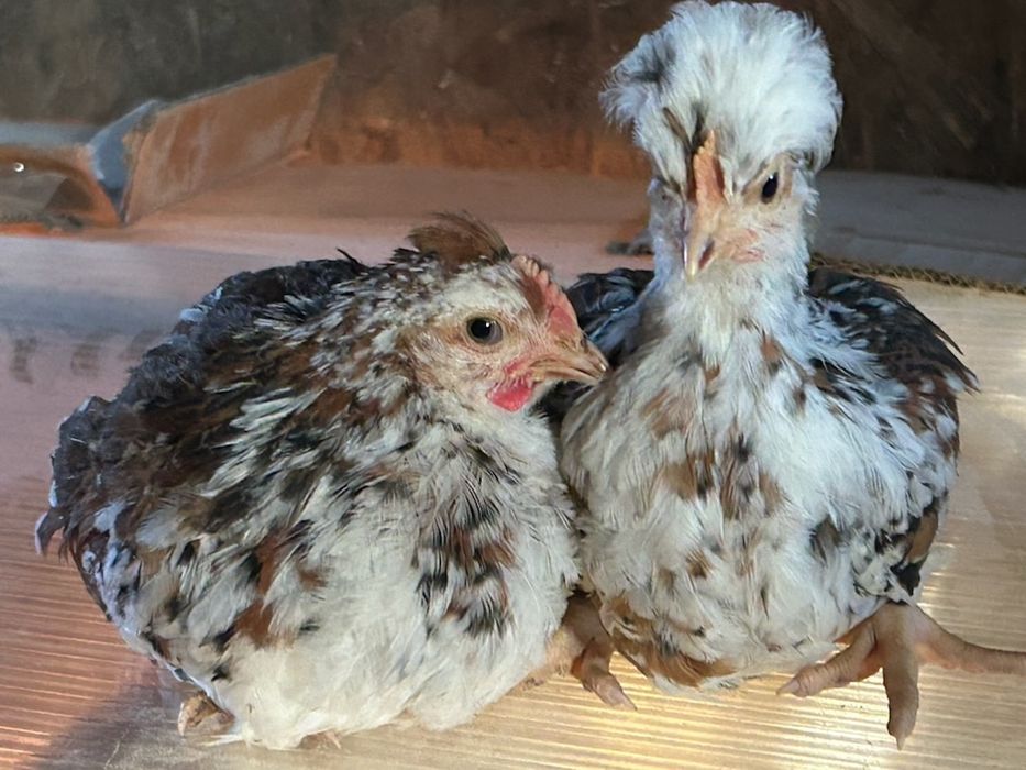 Kurczaki czubatki staropolskiej