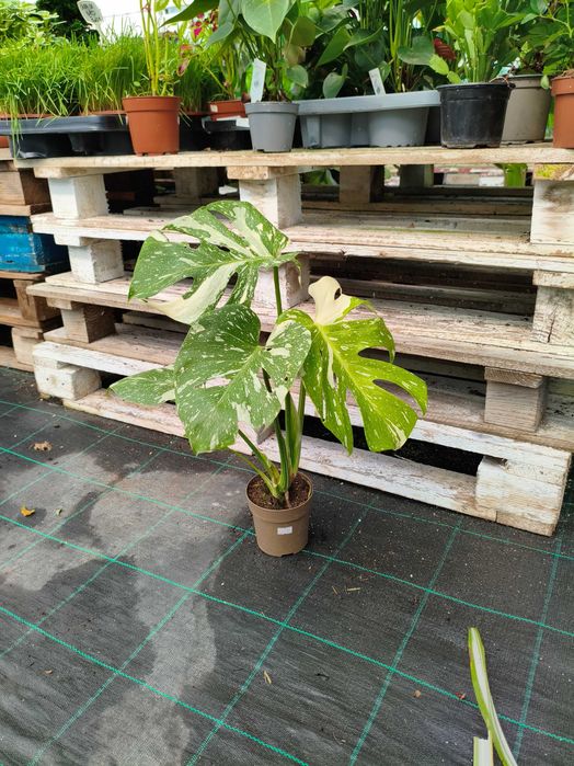 Monstera Deliciosa "Thai Constellation" - planta em vaso
