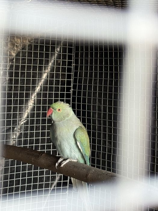 Vendo casal de ring necks de 2024