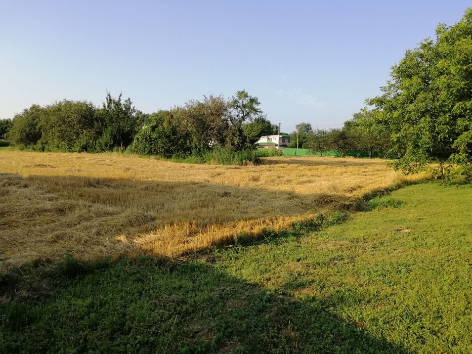 Продам дві суміжні земельні ділянки 0.23+0.27=0.50га. м.Яготин 4км.від