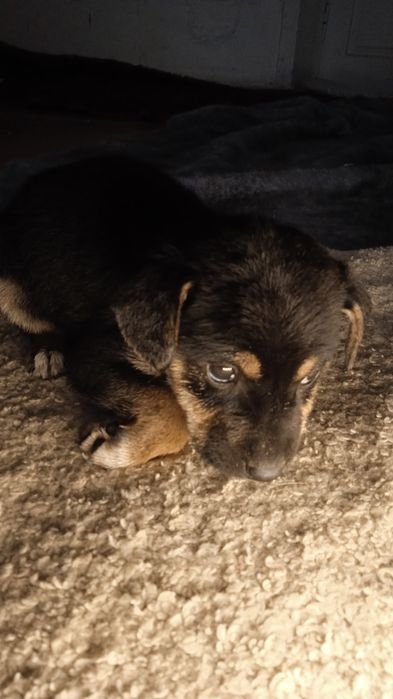 Щенки менше місяцю