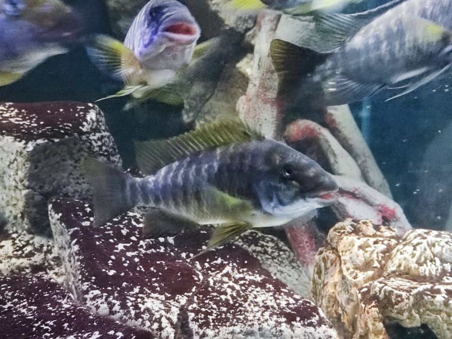 Petrochromis macrognathus
