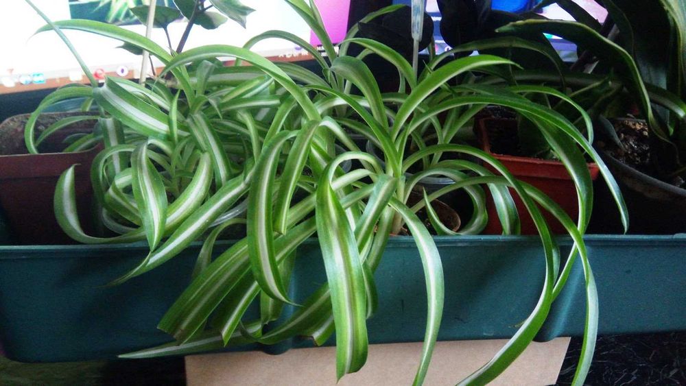 DOOGEE S60 Lite 4/32GB IP68 5580 mAh