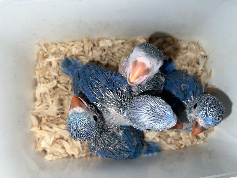 Ring neck violetas criados a mão