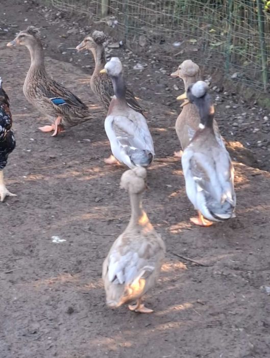 Galinhas patos garnizas perus fracas