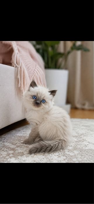 Невская девочка прекрасная Tabby-point Seal point