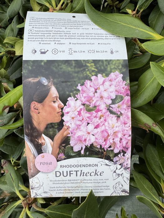 Rhododendron rozanecznik azalia