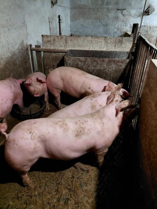 Продам свині живою вагою