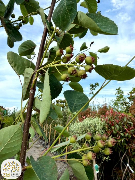 duża świdośliwa, amelanchier lamarckii, rozmiary 120-140, 140-160cm