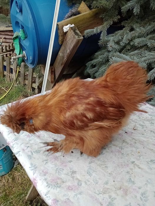 Silka silki kura jedwabista