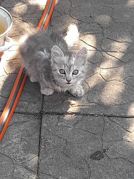 Отдам котят в хорошие руки