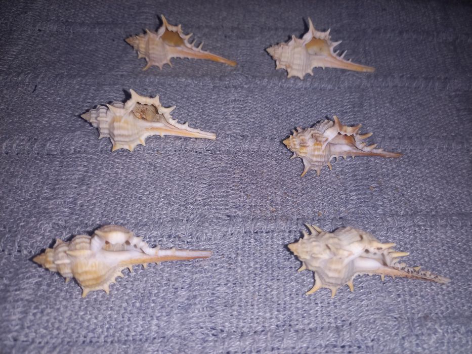 Buzios 5 cm - 6 unidades