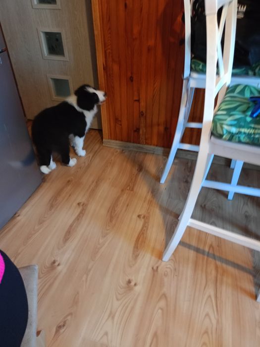 Border Collie FCI piesek.