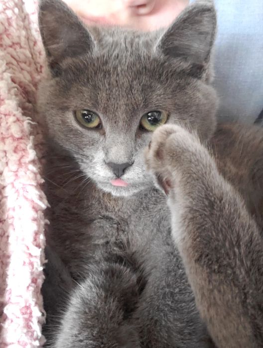 Киця в добрі руки