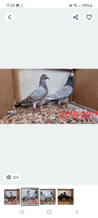 Parki gołębi pocztowych