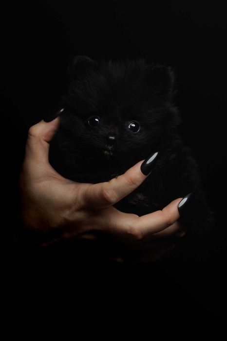 Szpic miniaturowy*Pomeranian* Wyjątkowa miniaturka* Dziewczynka