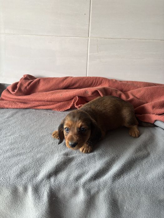 Teckel femea miniatura de pelo comprido