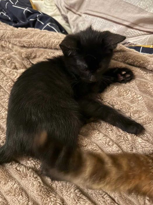 Отдам котят в хорошие руки