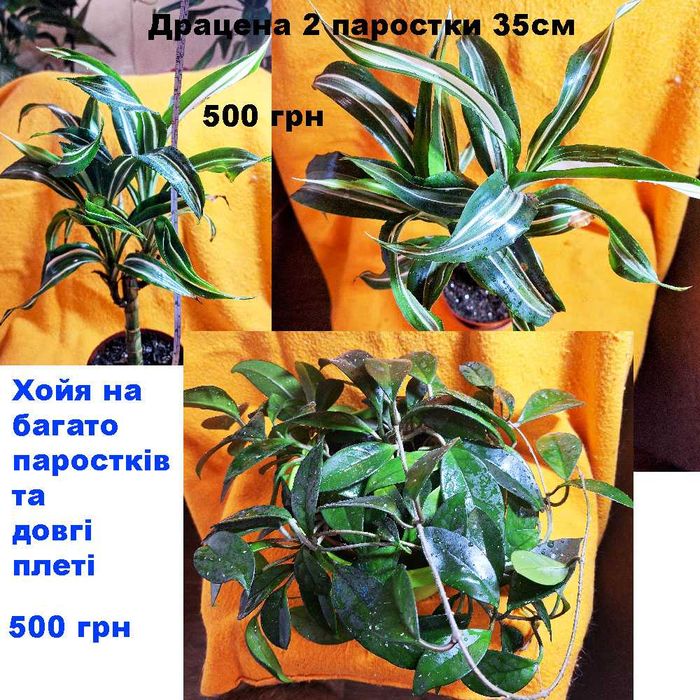 Терміново продам квіти