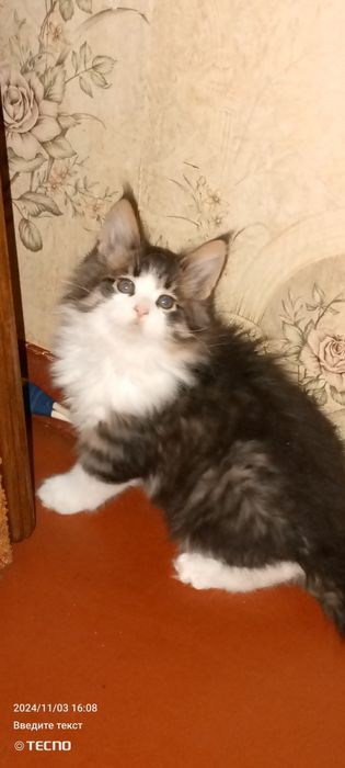 Мейн Кун котята ну очень крупный помет