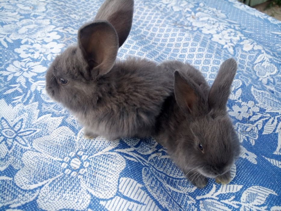 Кролики різних порід.