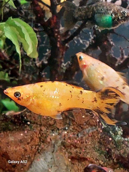 Rybki do akwarium - Molinezja Pomarańczowa z prywatnego  
 akwarium