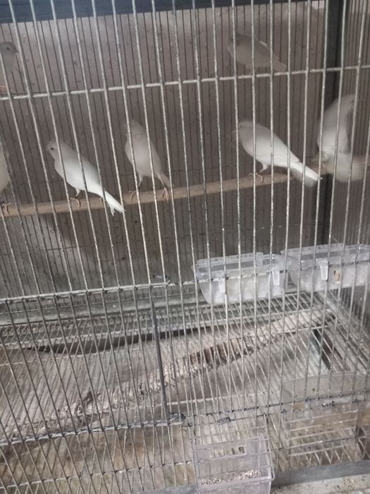 canarios vermelhos  e brancos