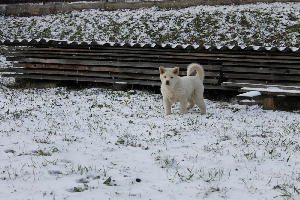Американська акіта,хлопчик готовий до злучки