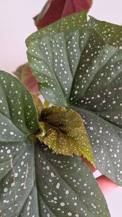 Бегонія, заміокулькас, сингоніуми різні