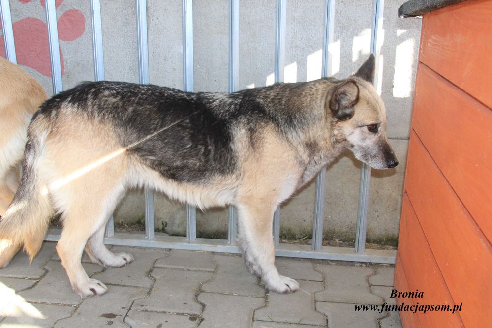 Bronia - sunia w typie owczarka
