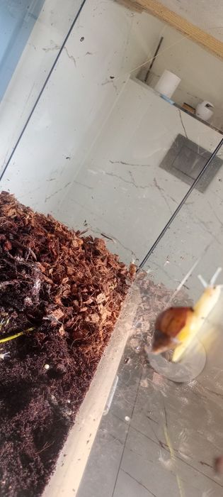 Ślimaki afrykańskie młode