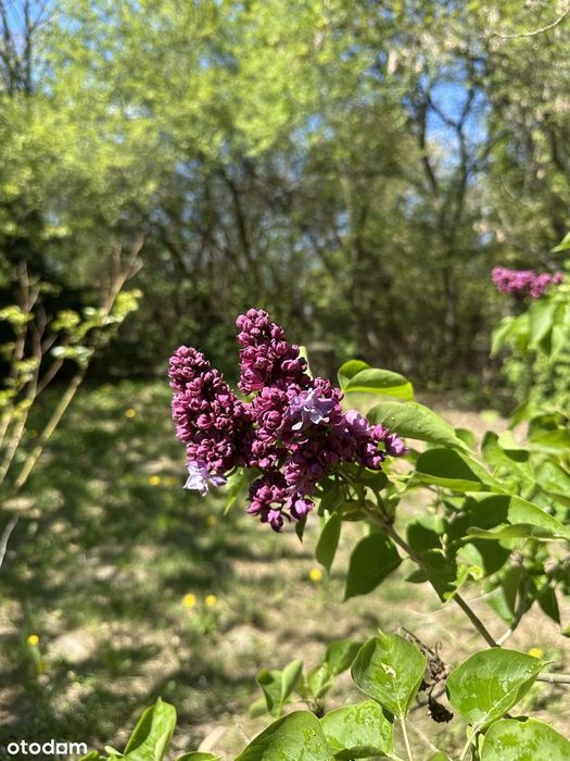 Klimatyczny ogród ROD na Górnym Mokotowie | 400 m² | starodrzew - Widok 4