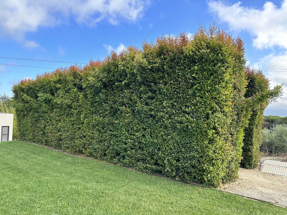 Eugenia Myrtifolia Newport 30-40