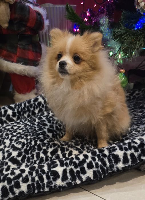 Szpic mały suczka kremowa