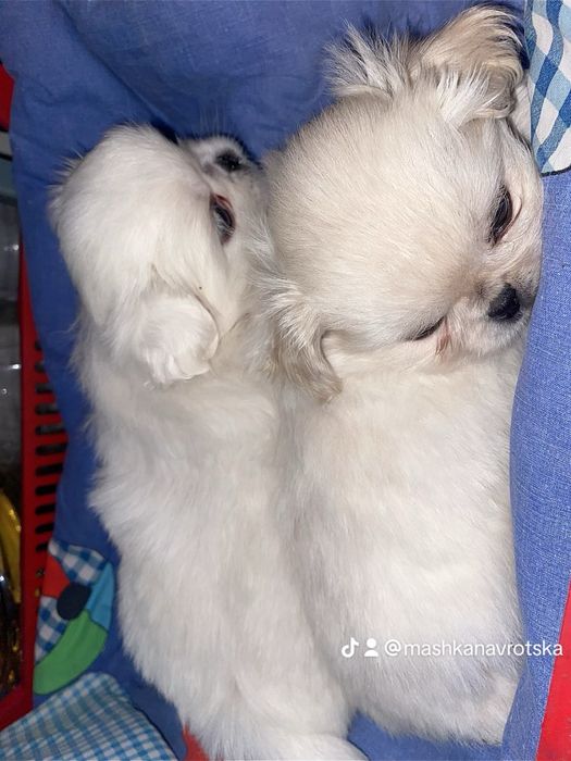 Королівські пекінеси білі